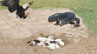 Bird Defends Crocodile Eggs From Monitor Lizard - Monitor Lizard Vs Bird
