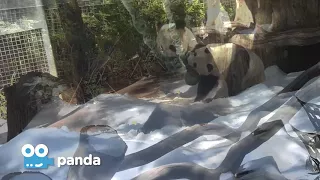 Zoo Cam - Panda Cam at the San Diego Zoo