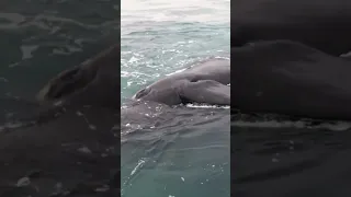 Ballenas en Necochea / Quequén Video ballenas_necochea