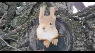 Белка строит себе гнездо / A squirrel builds a nest for itself