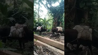 🐂🐂 සුන්දර වලපනේ.(තවලම)