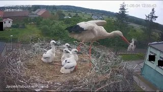 Stork kills chick - A kis fióka szelektálása - Jasienia /polish, lengyel/ - 2021.06.04 @TamasBirds