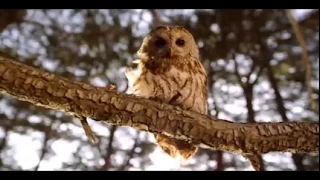 Legend of the Guardians🦉 | Burger King / Warner Bros. #burgerking #classiccommercials #zachsnyder