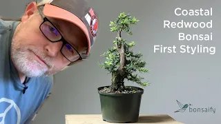 Bonsaify | Coastal Redwood Bonsai - First Styling