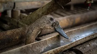 UNCOVERED: SHOCKING REALITY AT INDONESIAN DUCK FARMS
