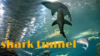 shark tunnel🦈🦈 in adventure aquarium New Jersey USA 🇺🇸