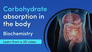 Starch (carbohydrate) digestion and absorption | MediMagic | 3D Video