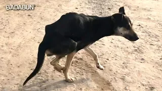 Patitas al rescate Ep. 3 | A Hachiko Dios le falló dos veces