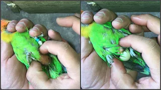 Egg binding issue in Lovebirds - we done it