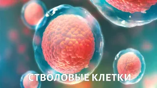 Стволовые клетки. Медицина будущего