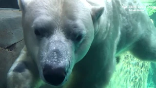 Polar bear Kali at the Saint Louis Zoo