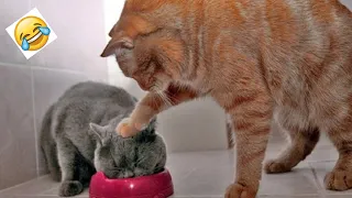 Озорные кошки / Самые смешные животные / Приколы с котами и собаками 2022 / Sun Pets