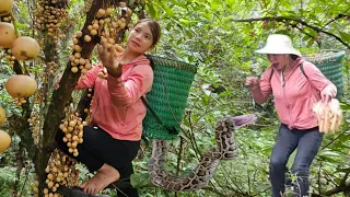 The girl went to the forest to pick wild fruits to sell and encountered a python on the way back.