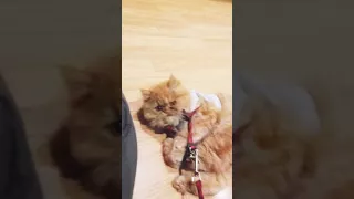 My kitten freaking out from first time leashed