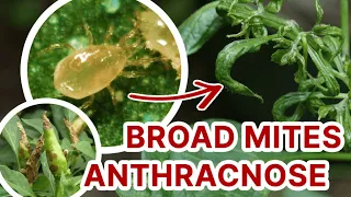 SAKIT NG SILI: Anthracnose at Pangungulot, tutulungan ka ng Expert (Technician) - Abamectin