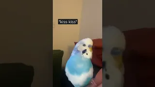 Talking Budgie saying kiss kiss