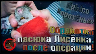 ОБРАБОТКА "дикой" крысы! 😲 Промывка полости после операции, и введение мази. 🐭 (Wild Rats) 🐭