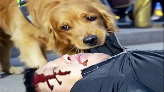 Golden Retriever protects his owner loyally. Golden Retriever loves you more than it loves itself!
