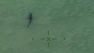 Paddleboarders' shark scare