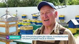 Журналісти побували на одній із найбільших пасік України, що розташувалася на Тернопільщині
