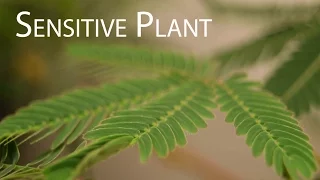 Sensitive Plant (Mimosa pudica) Leaves Folding up in Response to Touch
