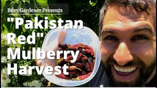 Mulberry Tree Fruit Harvest - Front Yard Orchard