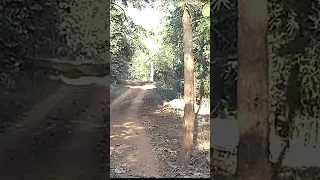 13 - #Tadoba #Shorts #spotteddeer - let's go Vlogs & Lifestyle