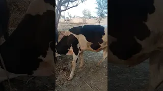 cow mating,natural animal mating,how animal mating,animal