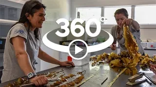360˚ Videos: Kelp Phenotyping