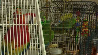 26 exotic birds among 53 animals removed from Thurston County home