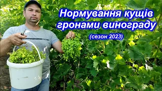 Нормування кущів гронами винограду 2023