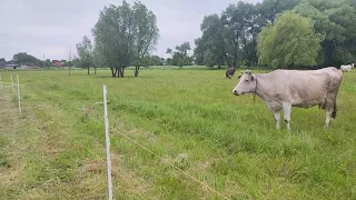 Не арендуєш сінокоси - втратиш корів