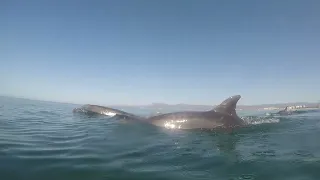 encounter with wild dolphines March 16th 2023