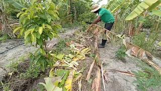 Bananeira a princesa da agrofloresta gera bastante biomassa