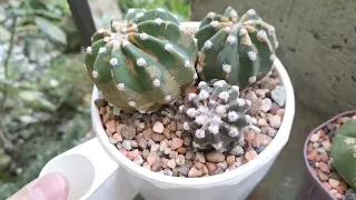 Ржавчина на кактусах. Как спасти коллекцию. Препараты для обработки. #cactus #кактус