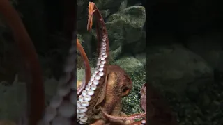 Giant Pacific Octopus! Extreme Close-up of this giant genius by FrankieFireFist!