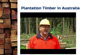 Plantation vs Old Growth Forests