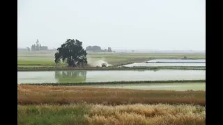 The Birth Of California's Rice Industry   SD 480p