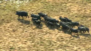 Feral pigs