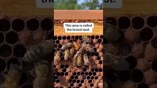 How to Find the Queen Bee