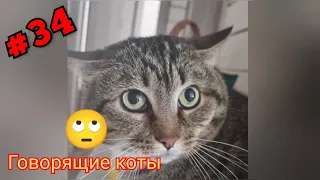 Говорящие коты! Лучшая подборка #34 😻😺😻