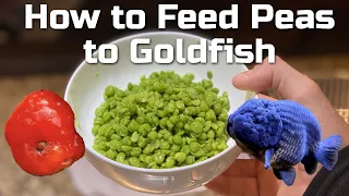 FEEDING GOLDFISH PEAS - How to Prepare Peas For Goldfish