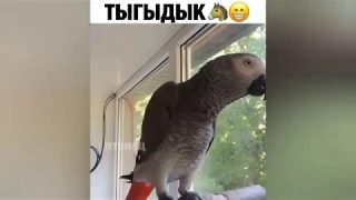 Попугай копирует звуки животных!