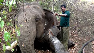 The wildlife officer injecting antibiotics to an injured single tusker (Part 2)