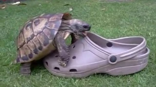 TURTLE TAKES ADVANTAGE OF DISABLED CROC SHOE AND MAKES IT PAY TO HAVE SEX!!! NOT CLICKBATE!!