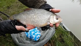 Big Winter Roach, from the Canal