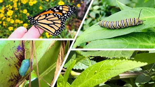 Monarch Lifecycle Crash Course | Milkweed Plant Basics