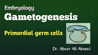 (8) Embryology/ Gametogenesis ; Part 1: Primordial germ cells /Dr. Abeer Ali Alnawi