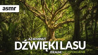 1H DŹWIĘKI LASU ODGŁOSY NATURY ŚPIEW PTAKÓW