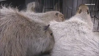 Syrup Dares to Nibble Aoba To Get Her to Move. Inevitably This Annoys Aoba